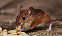24 Hour & Emergency Exterminators in Wausau, WI
